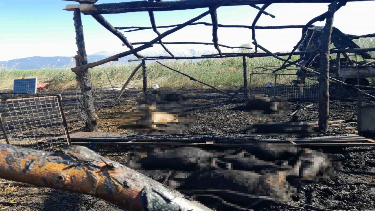 Senirkentte besihanede çıkan yangında çok sayıda koyun telef oldu
