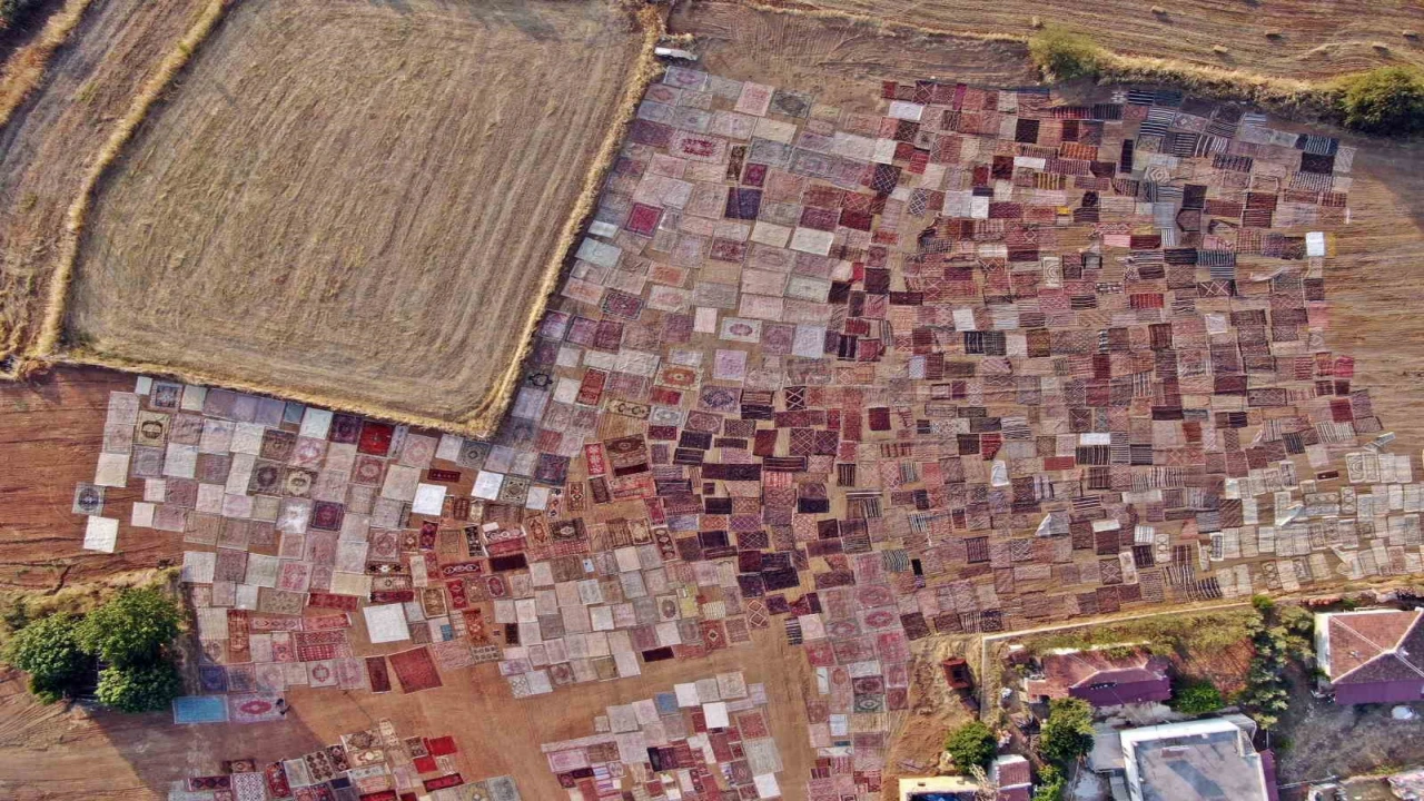 Tarlalarda milyonluk halı nöbeti başladı