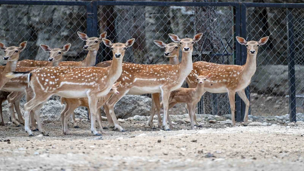 Tarsus Doğa Parkında yavru sevinci