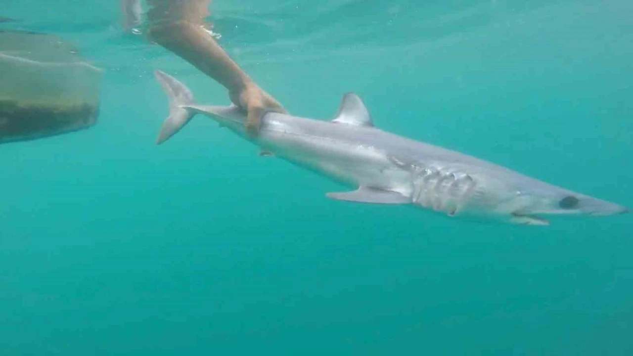 Tatilcileri rahatlatan açıklama: Türkiyedeki denizler, köpek balığı riski açısından çok güvenli