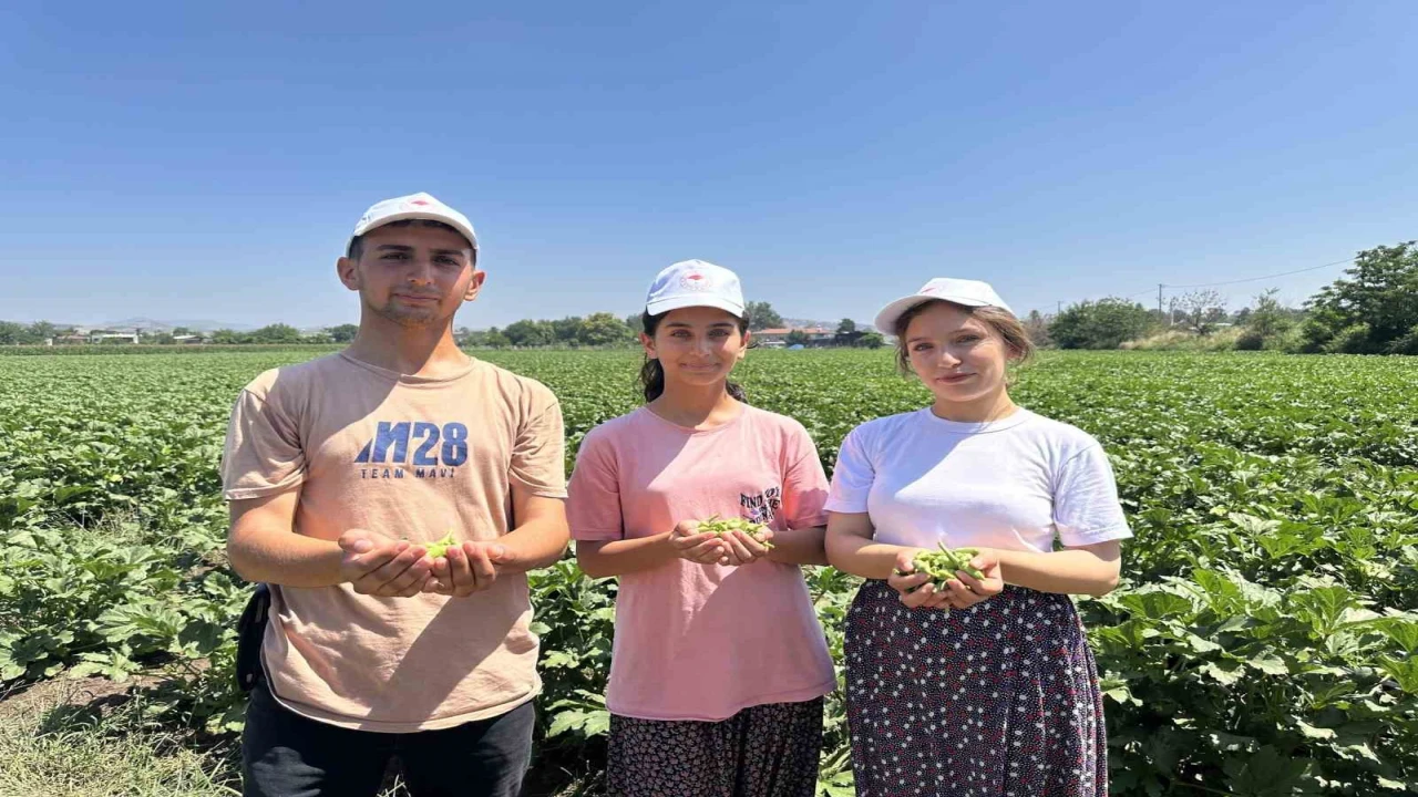 Türkiyenin bamya üretim merkezinde hasat başladı