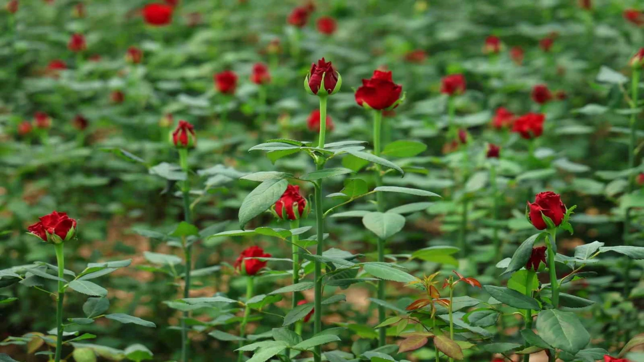 Üreticileri, ithal edilen güle ek gümrük vergisi istedi