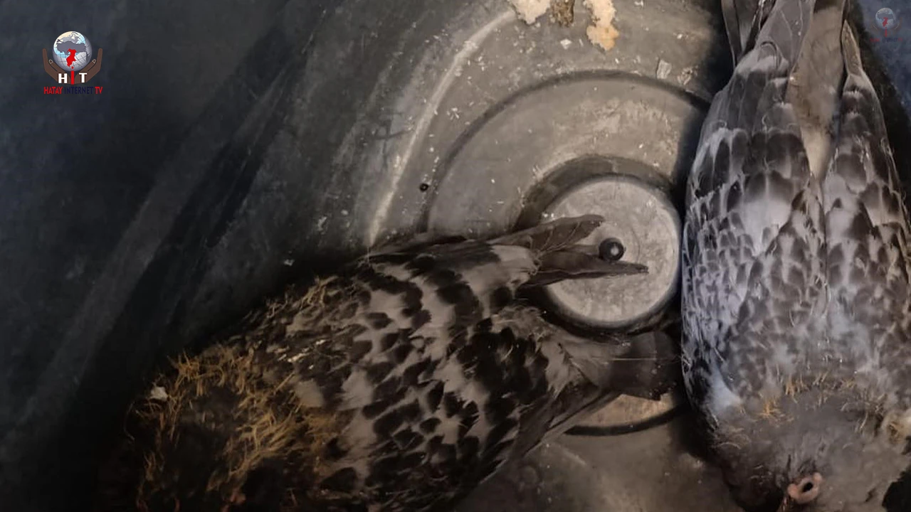 Yavru güvercinlere hayat kurtaran müdahale