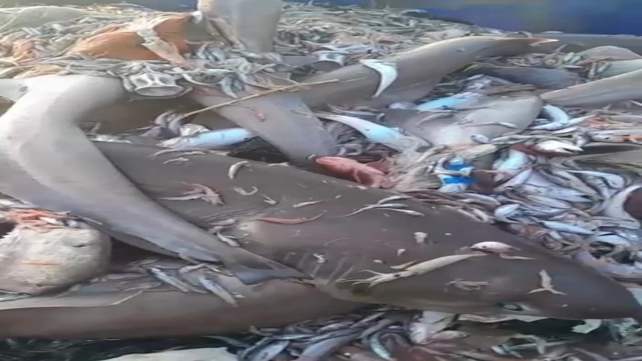 Yer yine Mersin: Bu kez 8 köpekbalığı ağlara takıldı