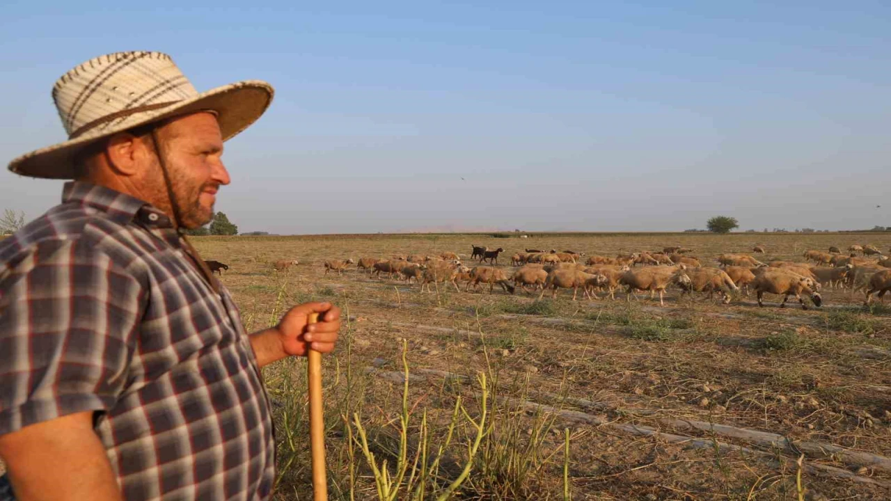 50 derece sıcakta hayvan otlatıyorlar
