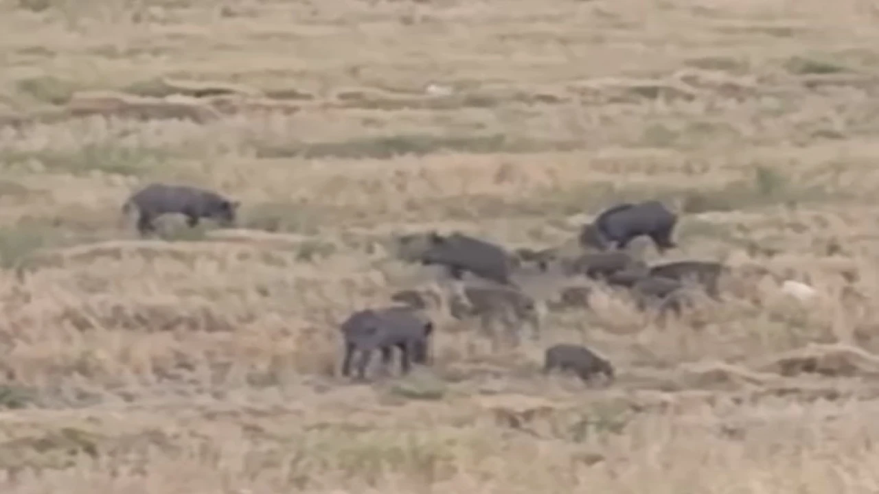 Aç kalan domuz sürüsü şehre indi