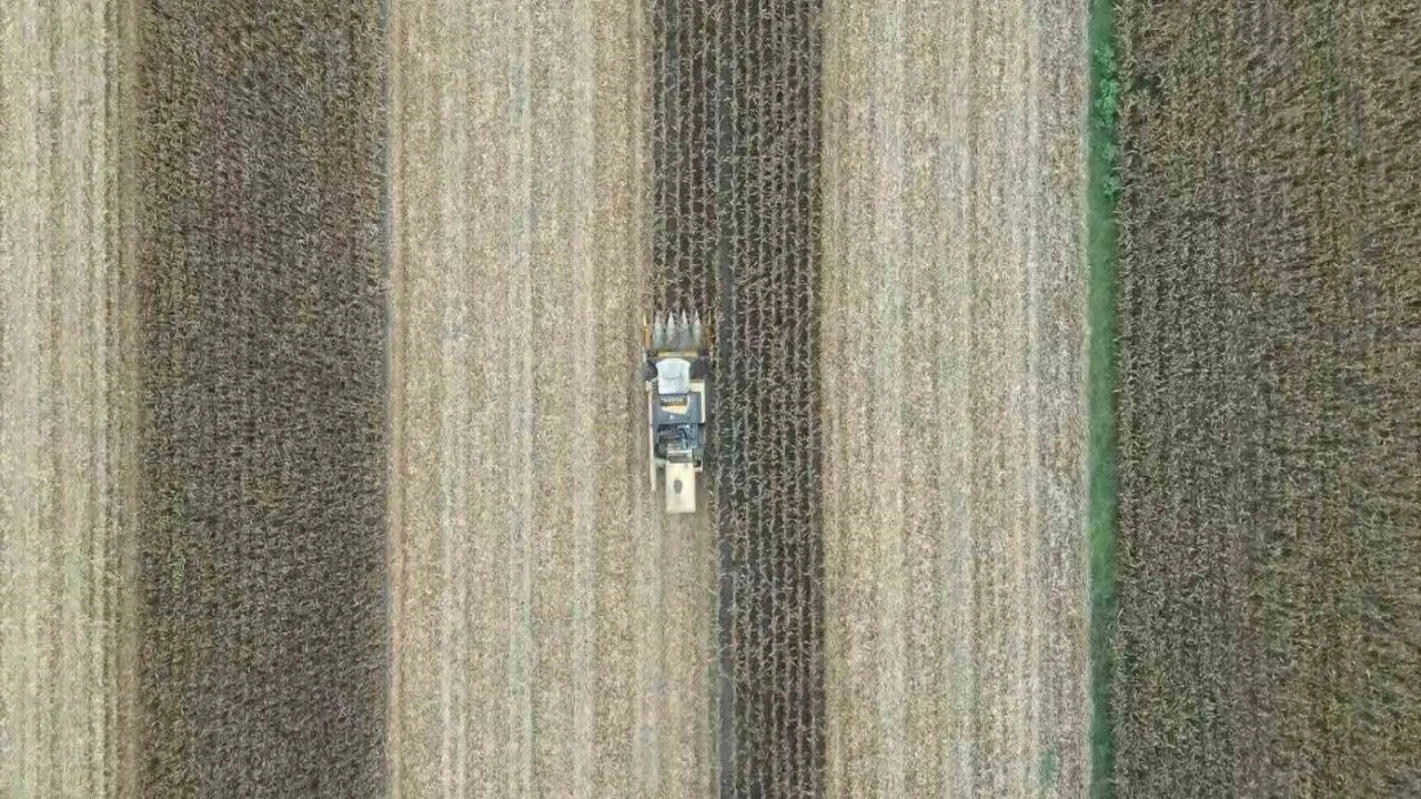 Adanada mısır hasadı başladı