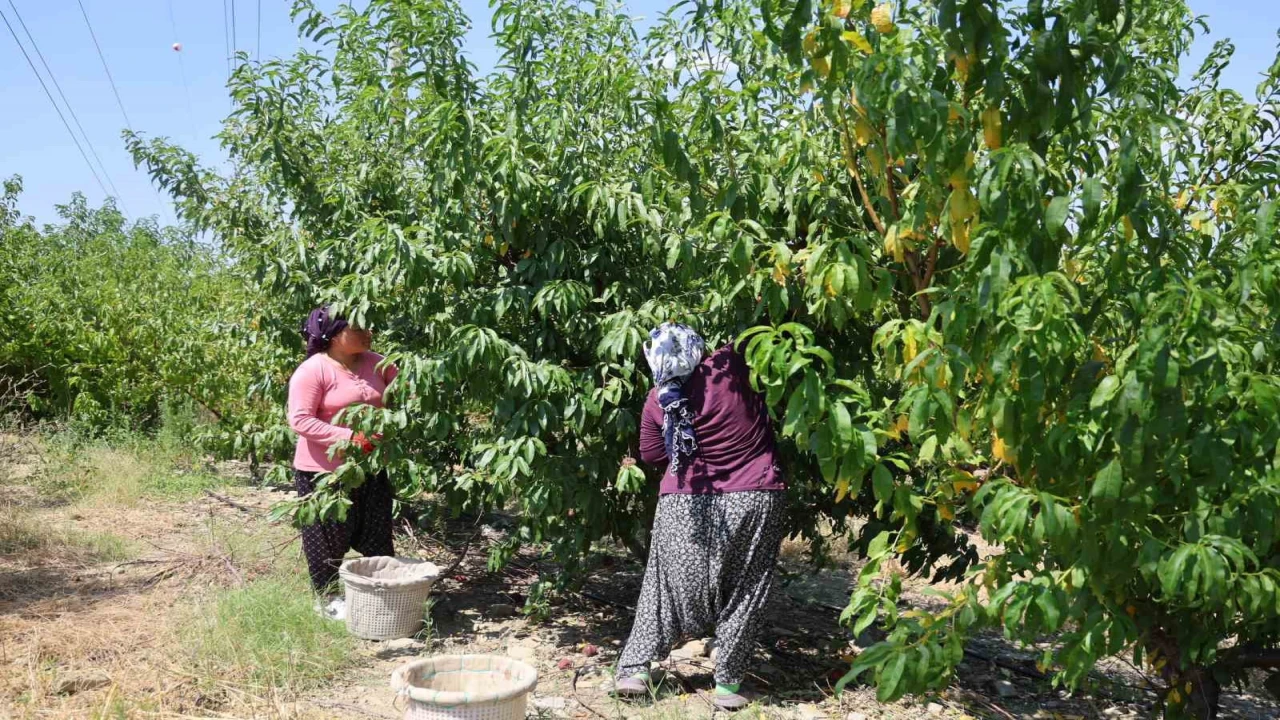 Adanada şeftali hasadı başladı: Don vuran bahçelerde rekolte düştü