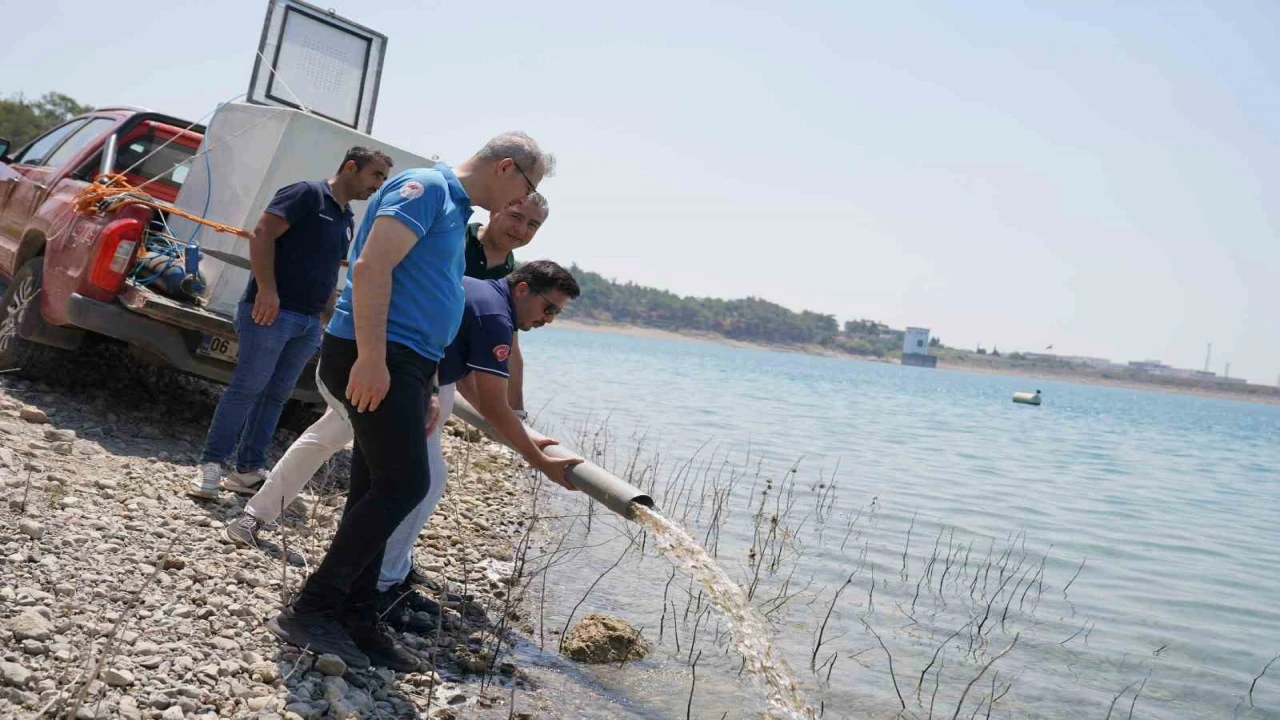 Adanada yetişen 10 milyon 500 bin yavru sazan 12 ilde 129 göl ve göletlere bırakıldı