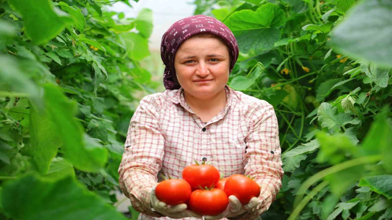 Adının hakkını veren mahalle: Her mevsim domates üretimi bölgeye katkı sağlıyor