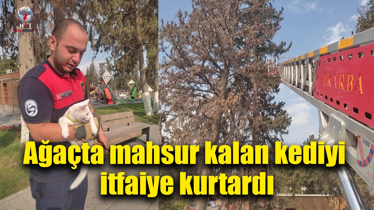 Ağaçta mahsur kalan kediyi itfaiye kurtardı