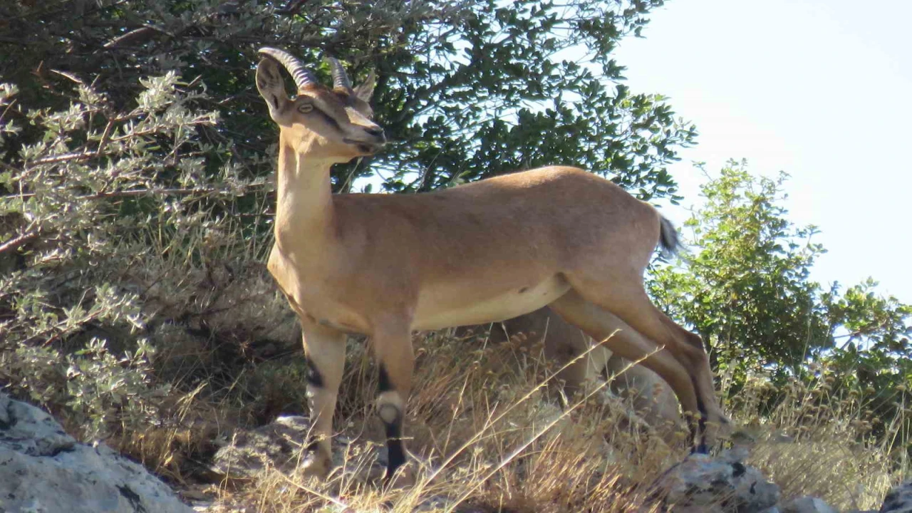 Ahır Dağında ala geyik sürüsü görüntülendi