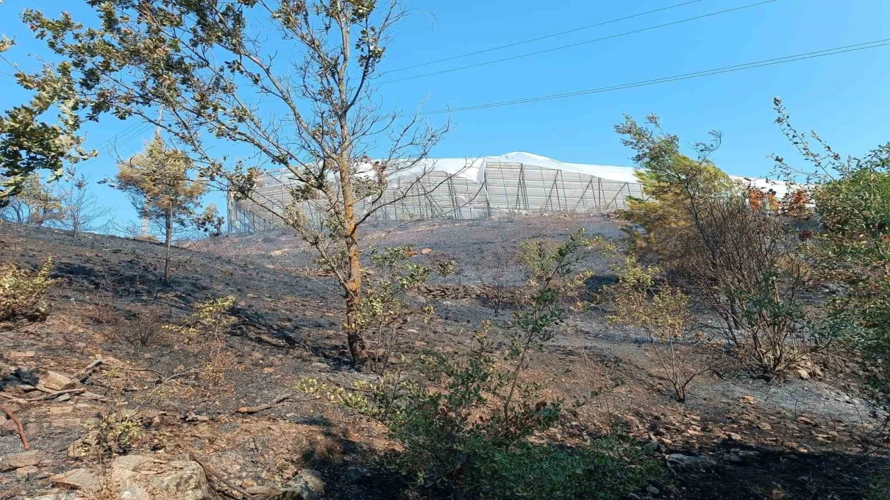 Alanyada makilik alanda çıkan yangın kısa sürede kontrol altına alındı