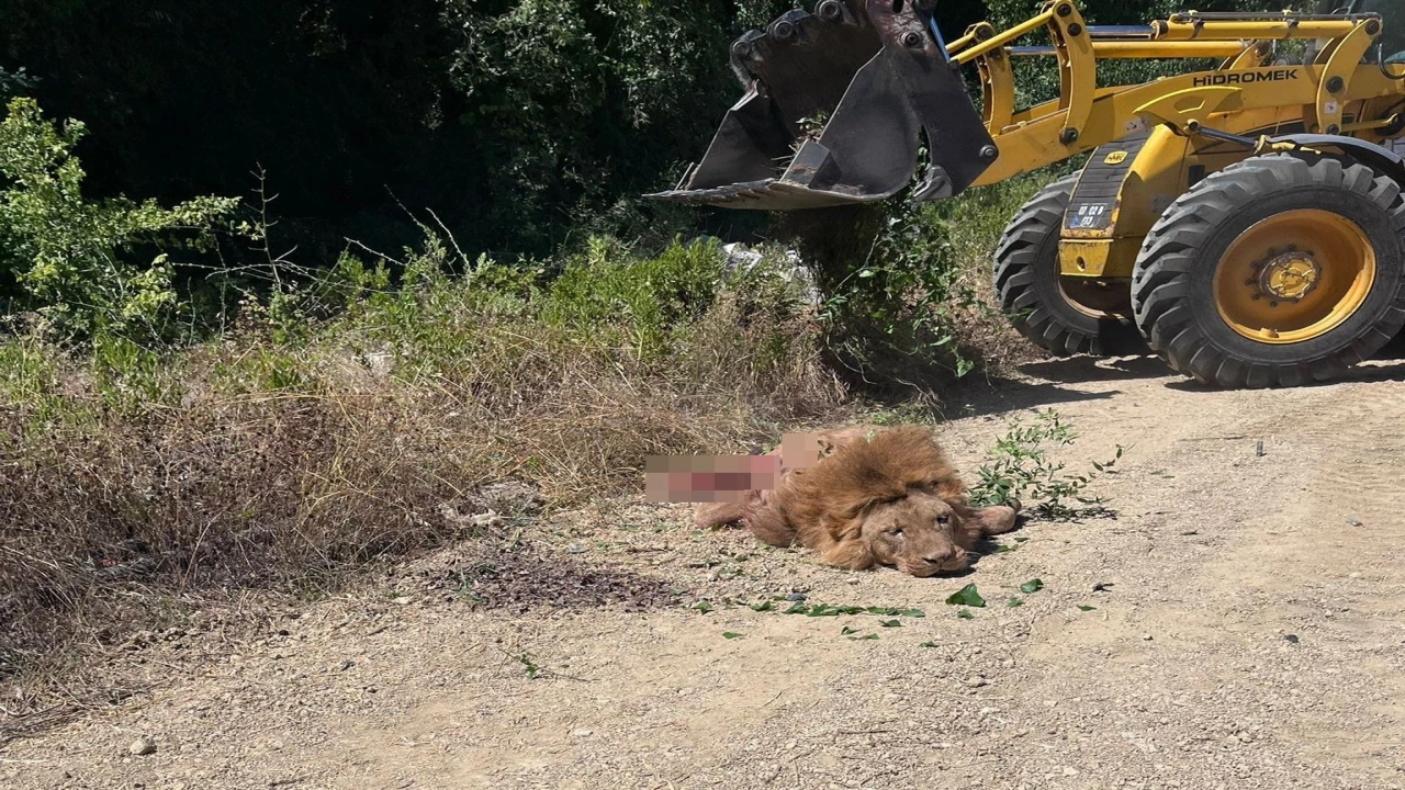 Antalya Valiliğinden hayvanat bahçesinden kaçan aslana ilişkin açıklama