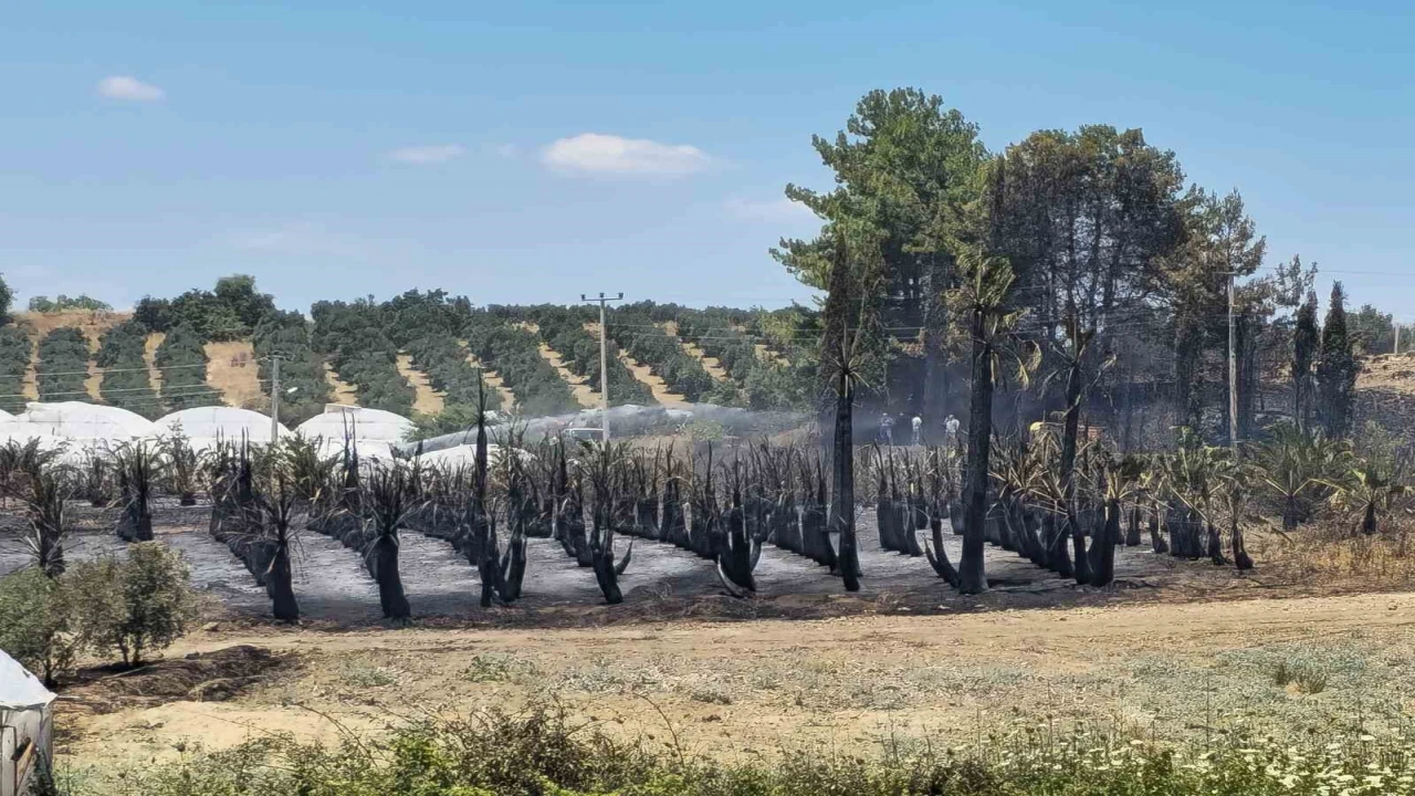 Antalyada çıkan yangında palmiye ağaçları küle döndü