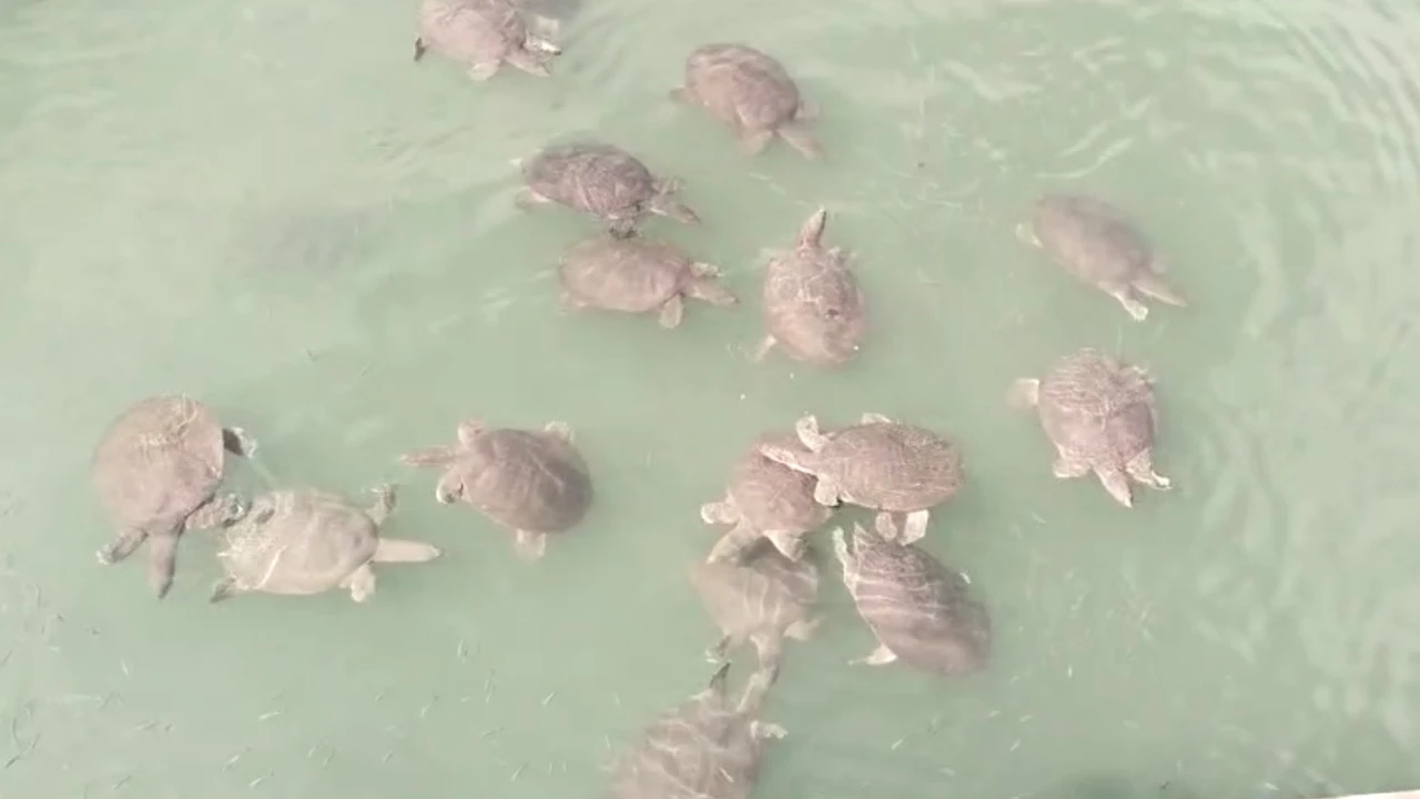 Antalyada saldırgan Nil kaplumbağası uyarısı