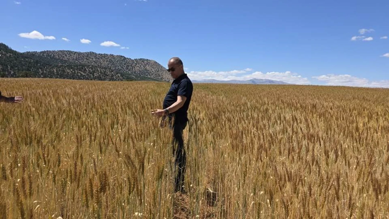 Atıl araziler üretime kazandırıldı buğday üretimi yapıldı