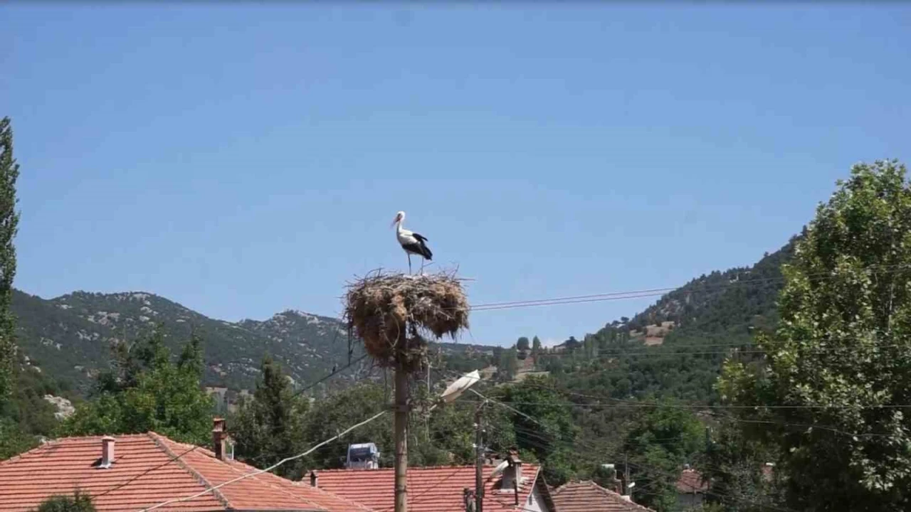 Burdurda Hisarardı köyünün yüz yıllık misafirleri leylekler, bu yıl da yuvalarına döndü