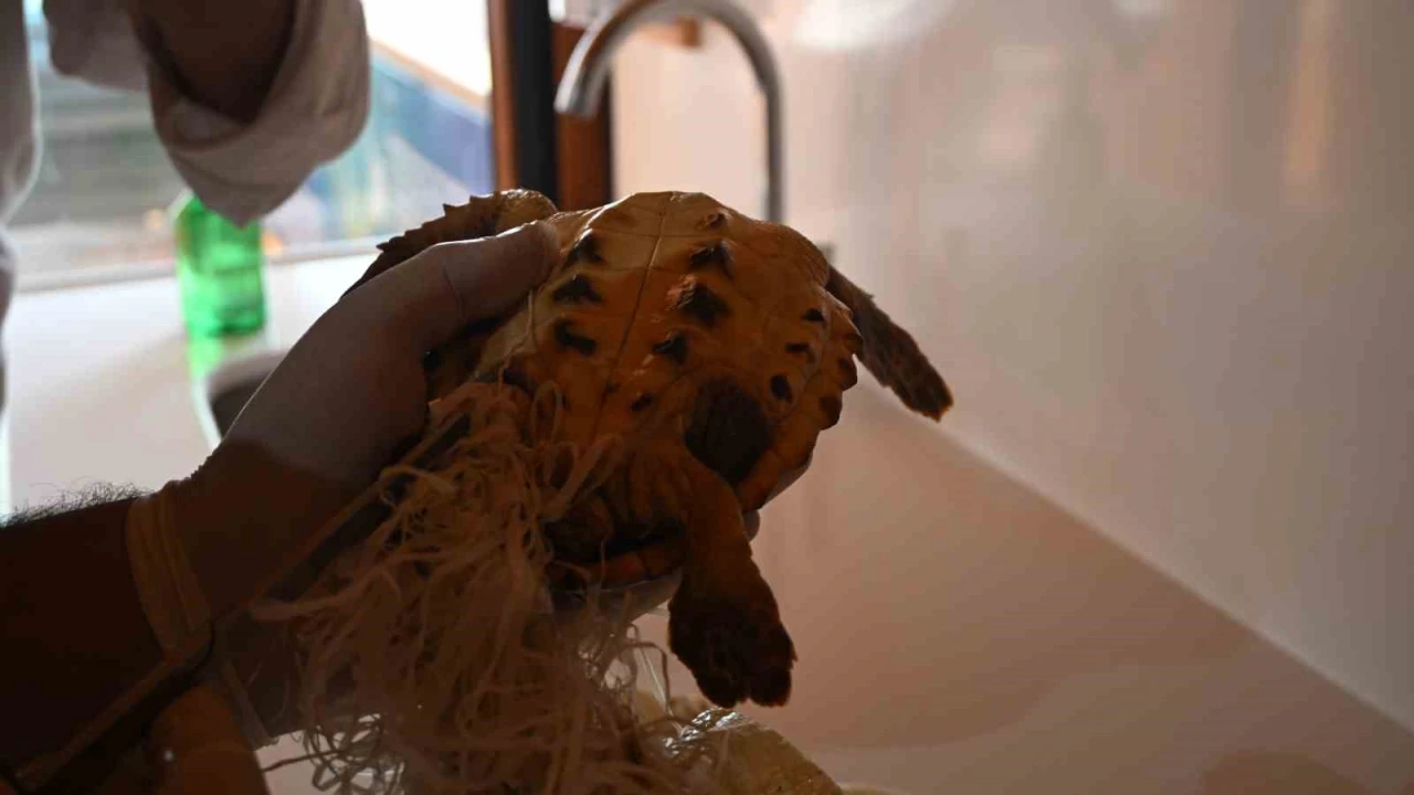 Çuvala dolanmış halde yaralı bulunan Caretta caretta denizle buluştu