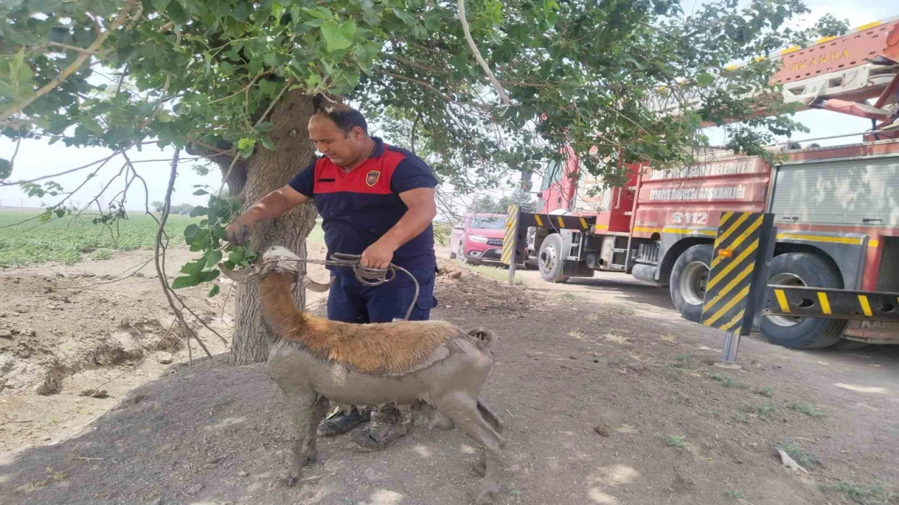 Derede çamura saplanan koyunu itfaiye ekipleri kurtardı