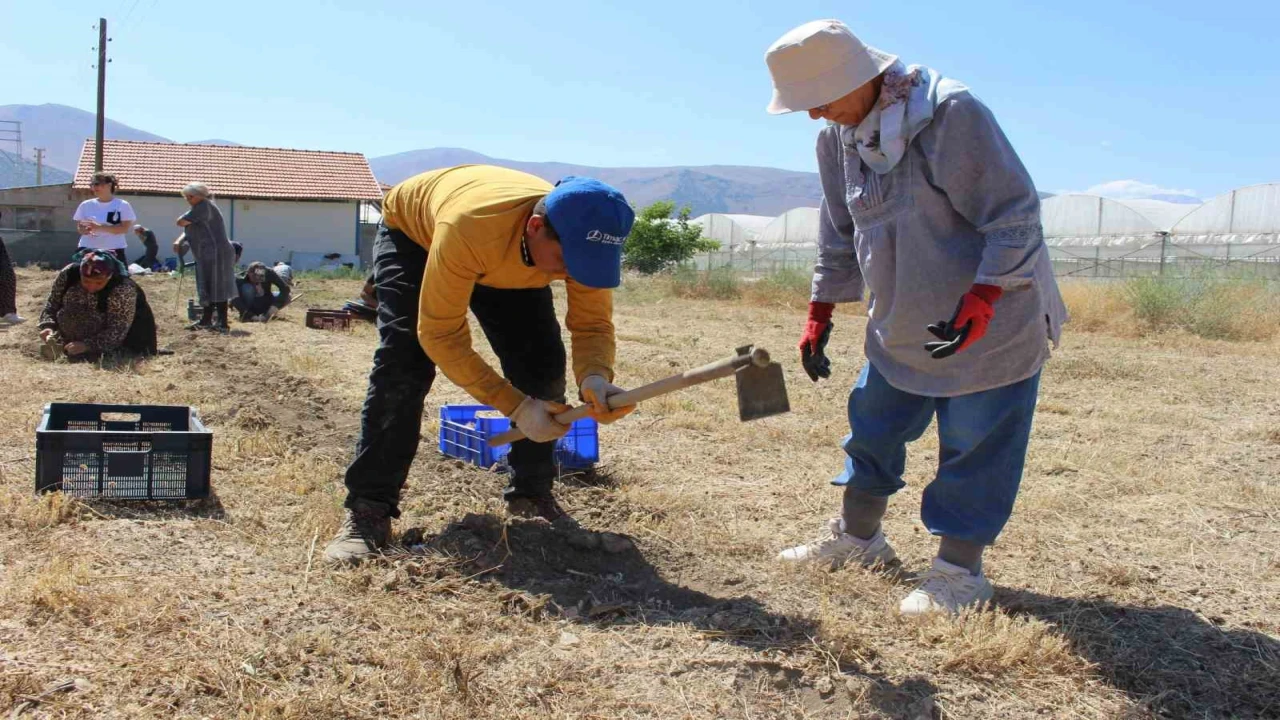 Elmalıda safran soğanı hasadı başladı