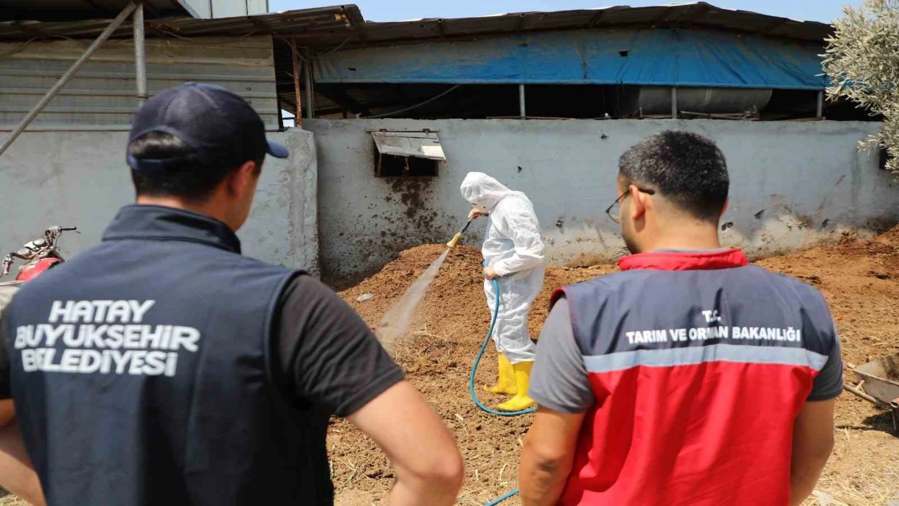 Hatayda Akdeniz meyve sineğiyle mücadele sürüyor