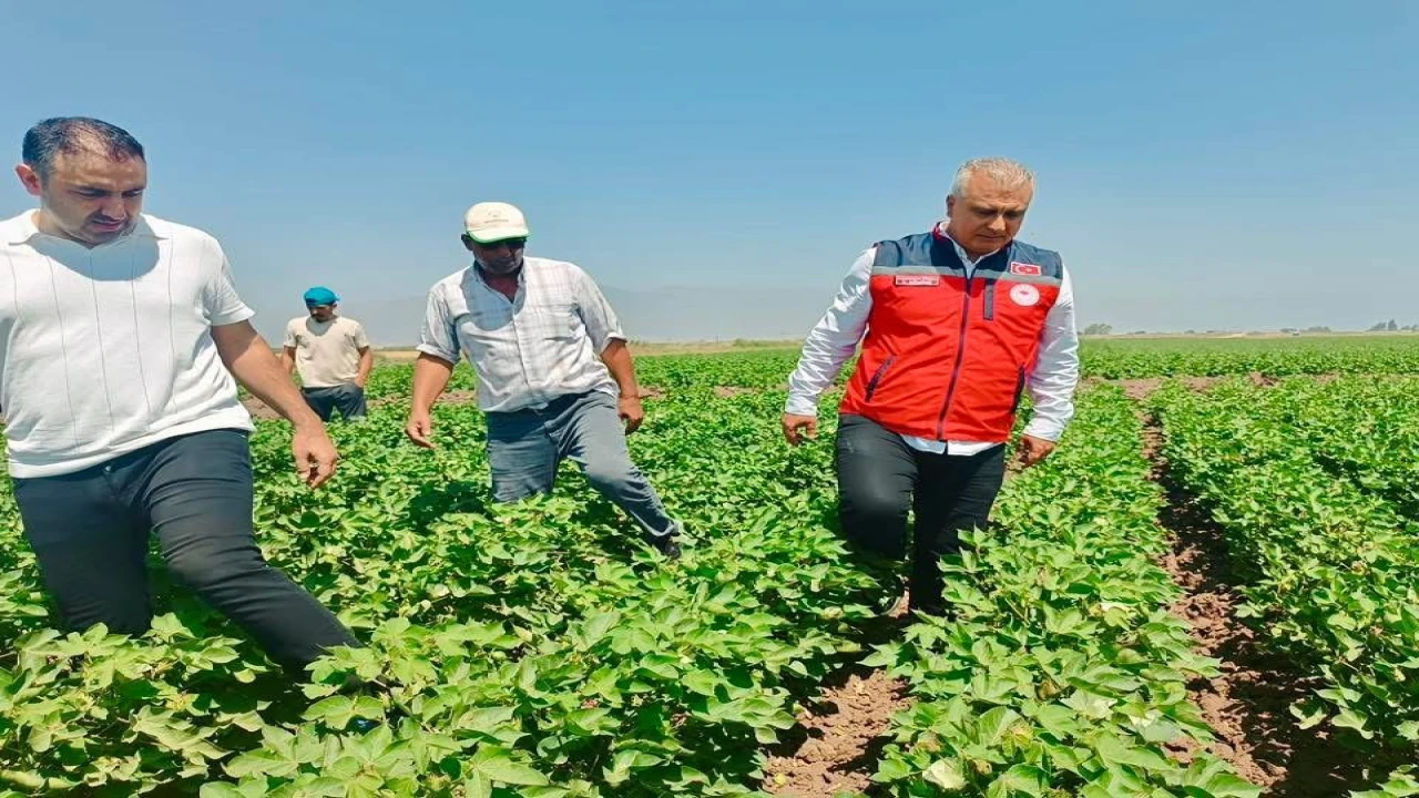 Hatayda pamuk tarlaları incelendi
