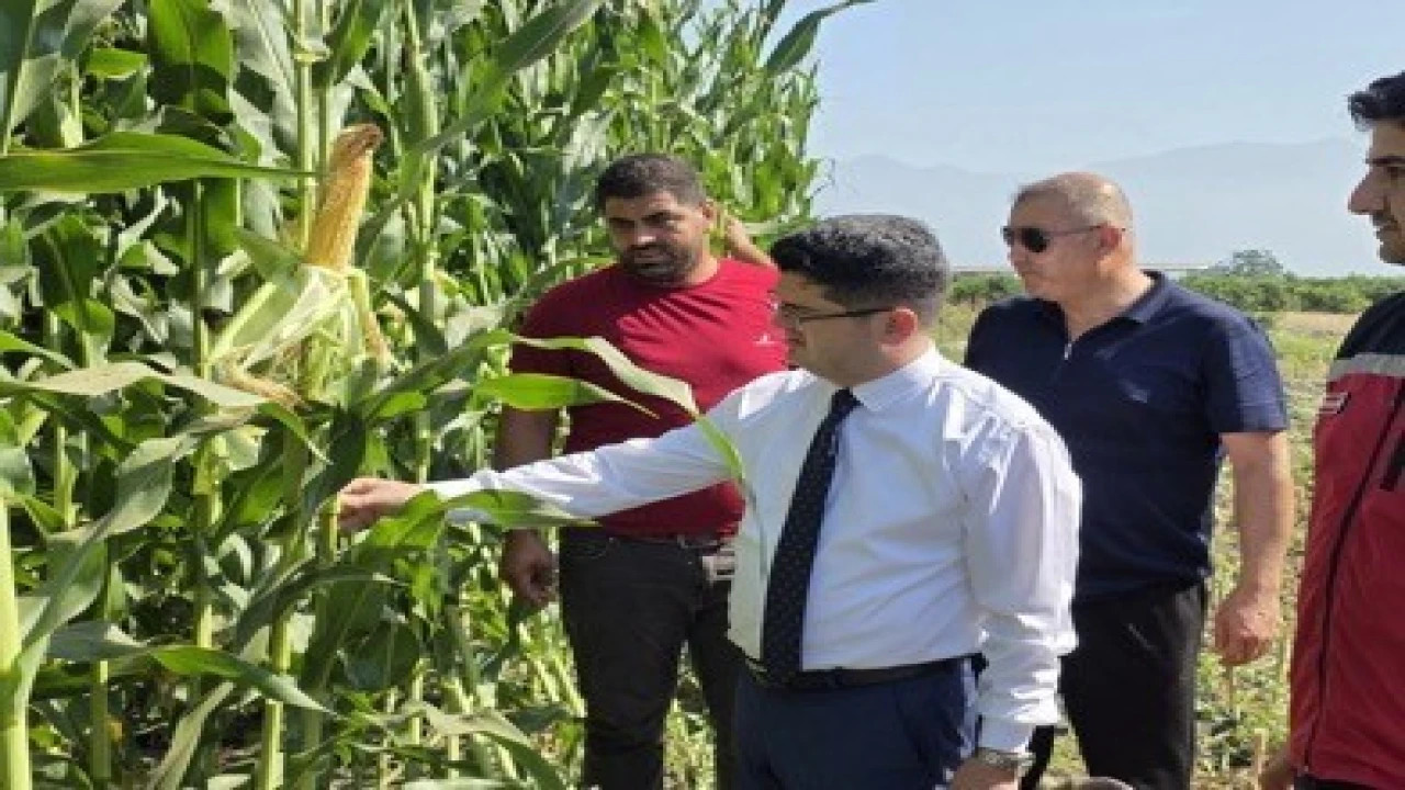 Hatayda silajlık mısır hasadı başladı