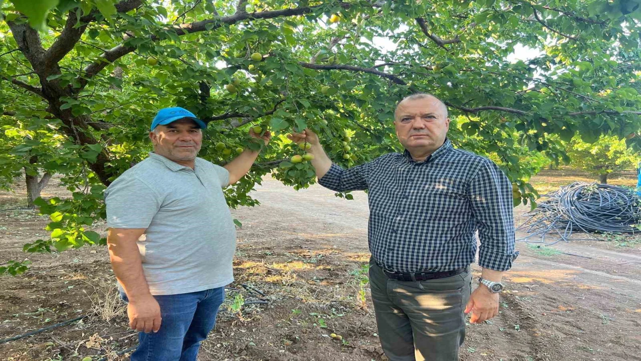 İspanya modeliyle 2 milyon liralık kayısısını kurtardı