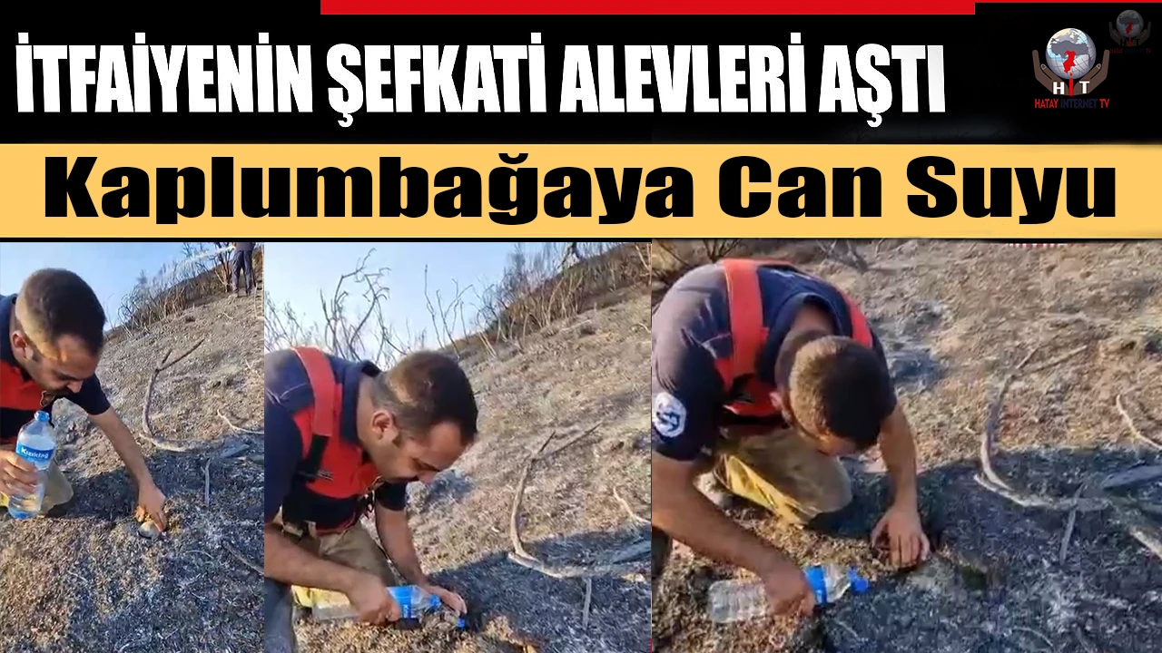 İtfaiyeciden, alevler içinde mahsur kalan kaplumbağaya can suyu