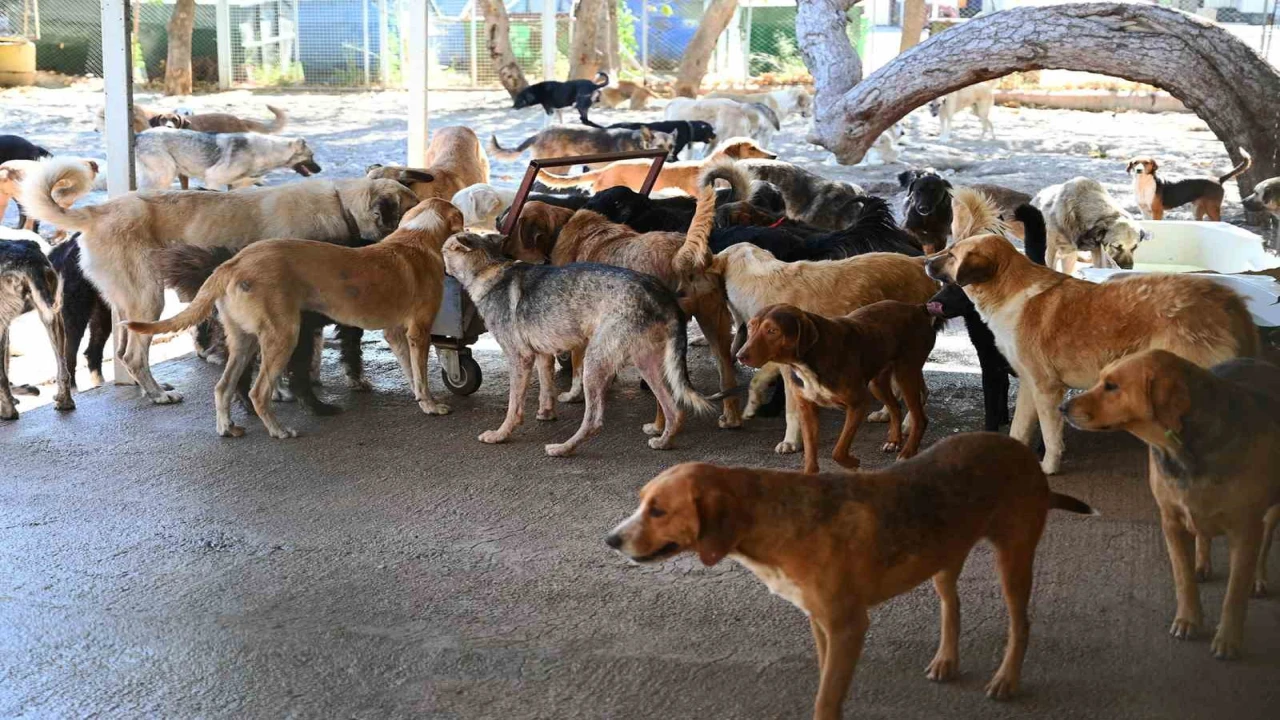 Kemer Belediyesi, Haziranda 50 canı sahiplendirdi