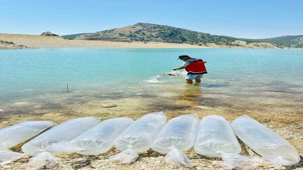 Korkutelinde 60 bin sazan balığı doğaya bırakıldı
