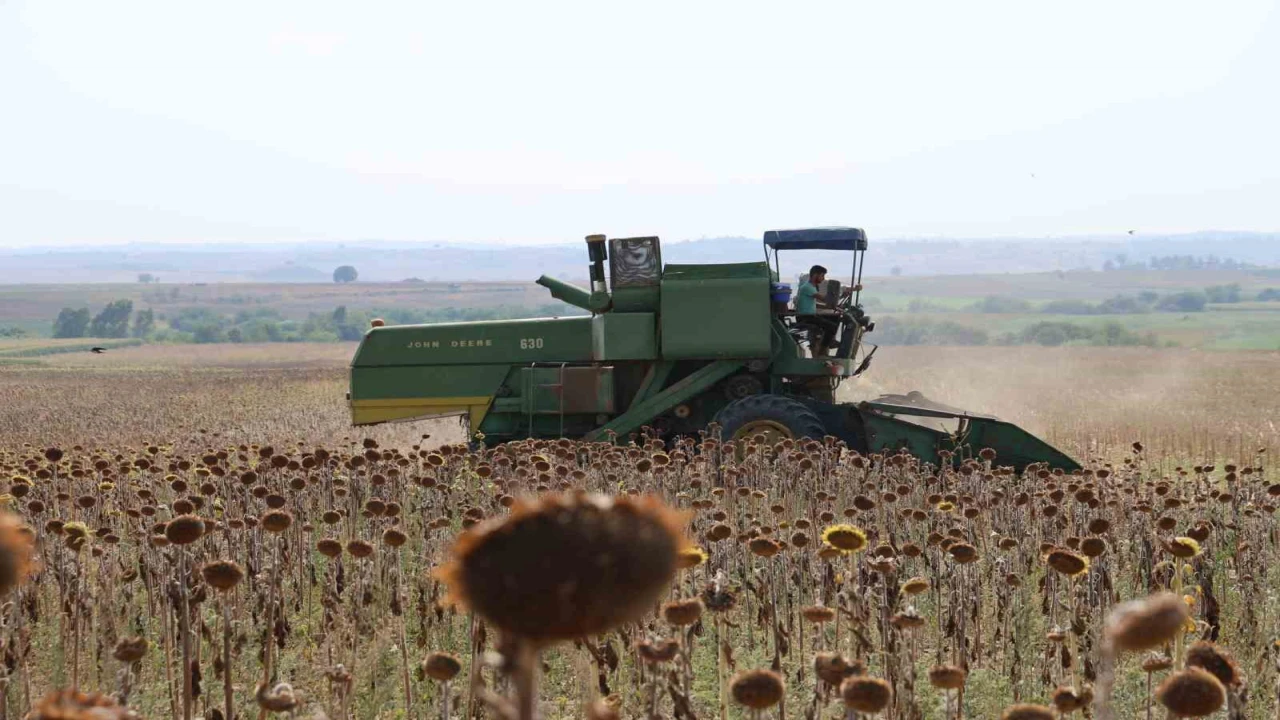 Kuraklık Çukurovada ayçiçeği hasadını erkene çekti