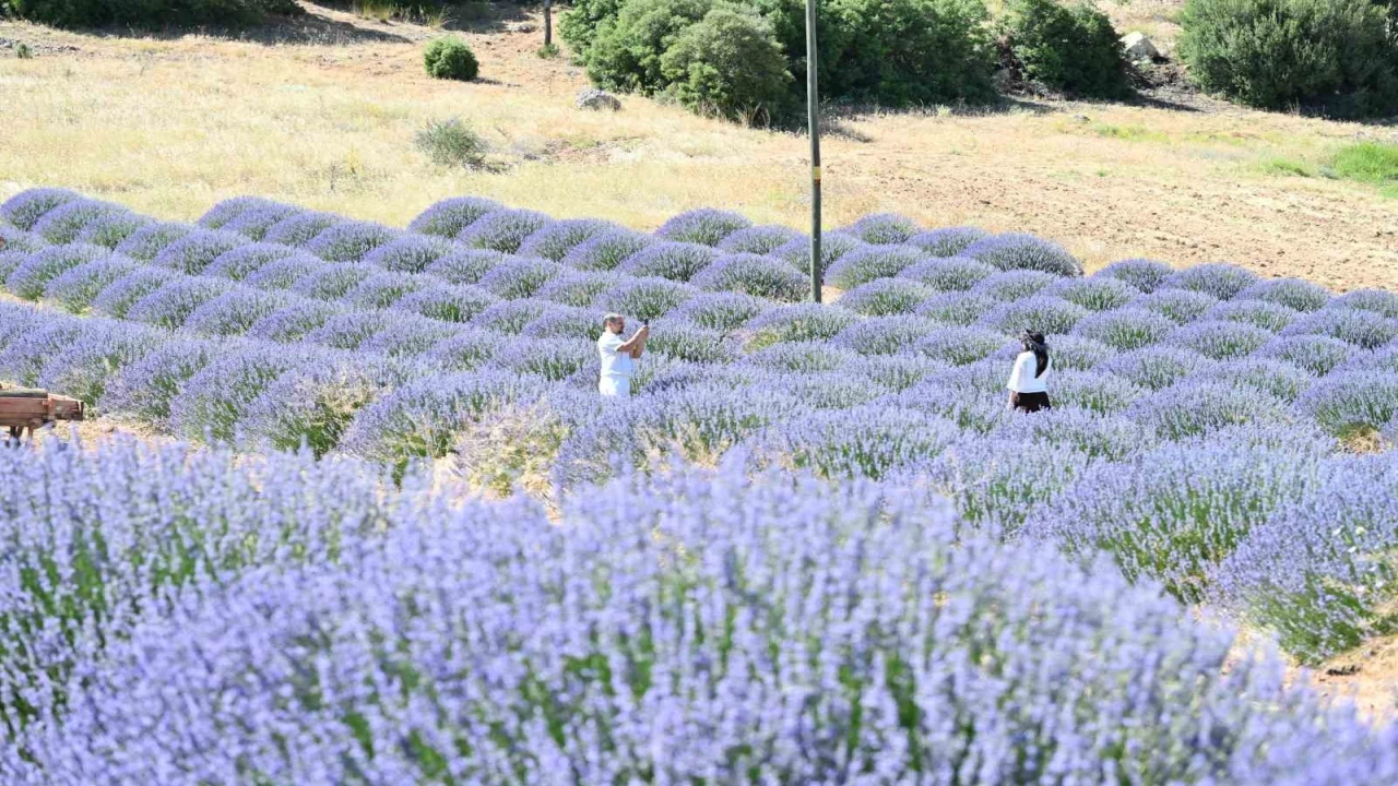 Lavanta Kokulu Köy Kuyucakta mor şölen sakin geçiyor