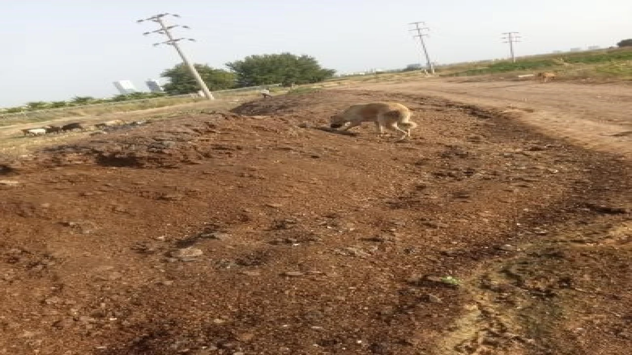 Mahalleye atılan tavuk pisliği kokusu vatandaşı çileden çıkardı