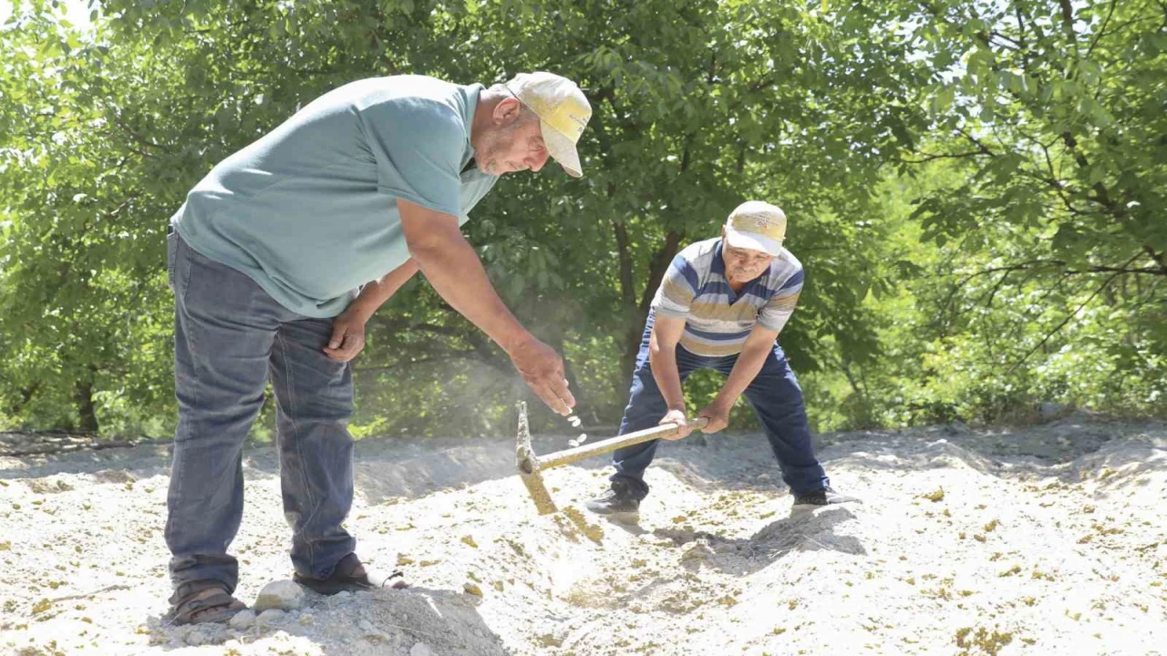 Mersin Büyükşehir Belediyesinden Gülnarda yerel tohuma destek