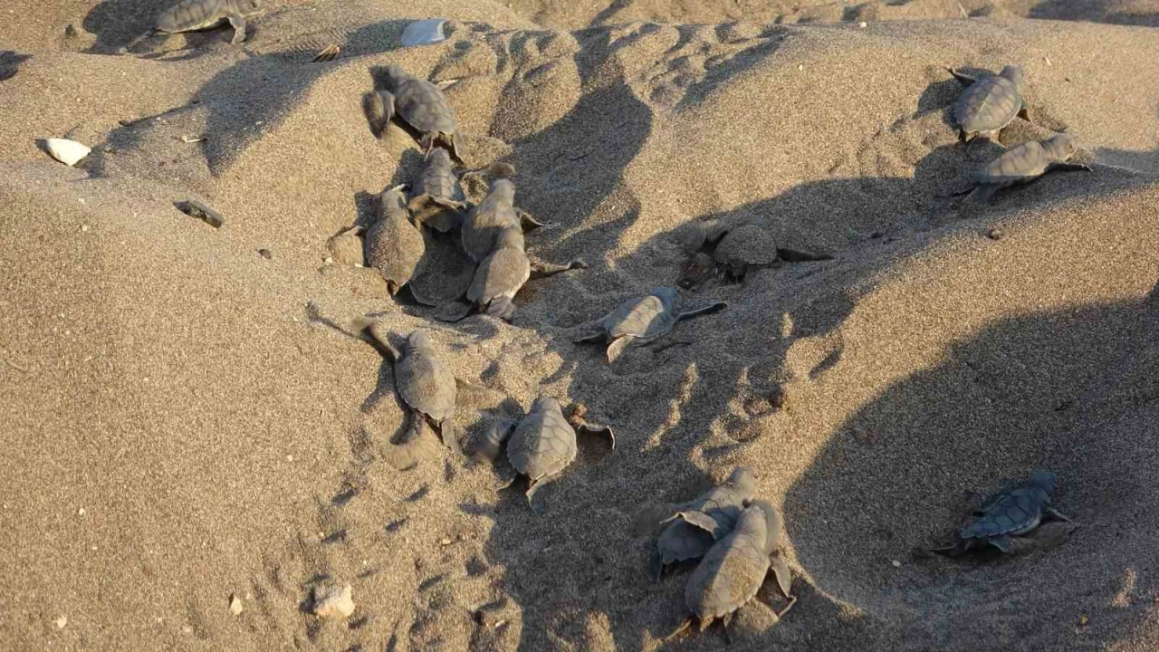Mersin sahillerinde deniz kaplumbağalarının ilk yavruları Akdenizle buluştu