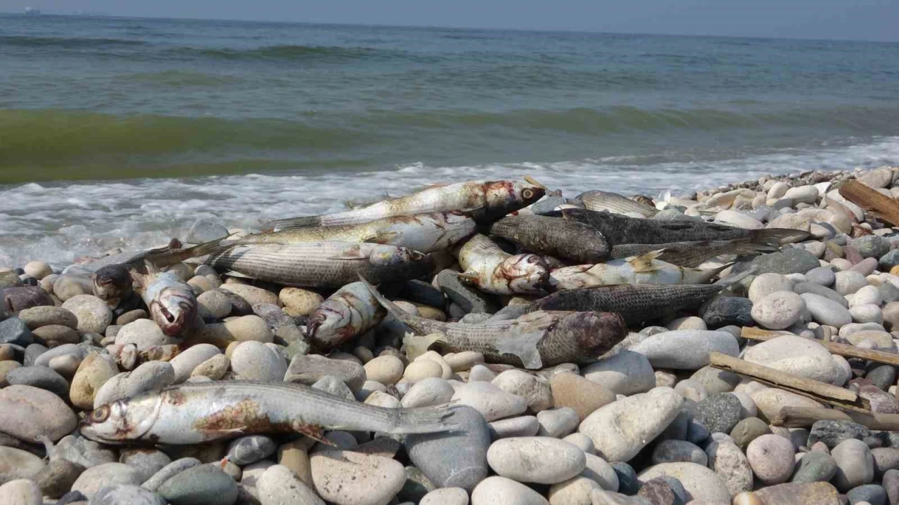 Mersin sahillerinde endişelendiren görüntü