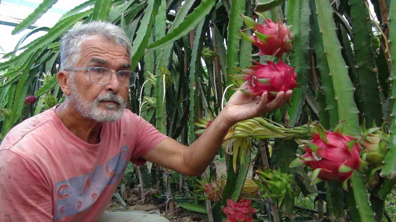 Mersinde pitaya bahçelerinde hasat başladı