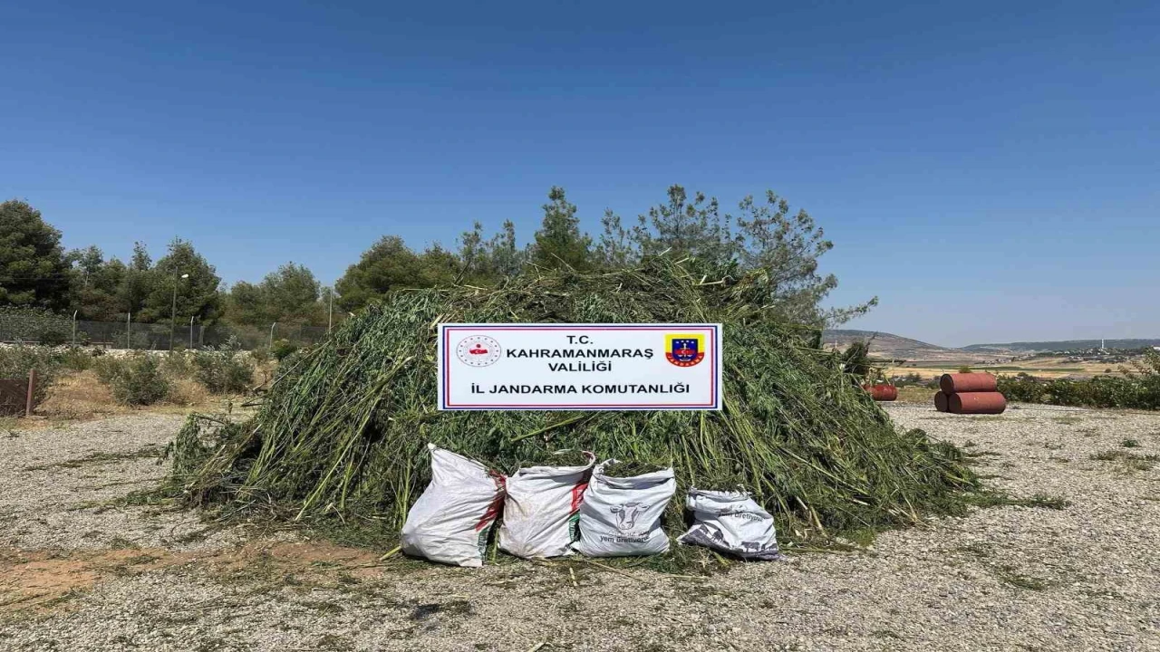 Mısır tarlasında ele geçirilen 45 bin kök kenevire 4 tutuklama