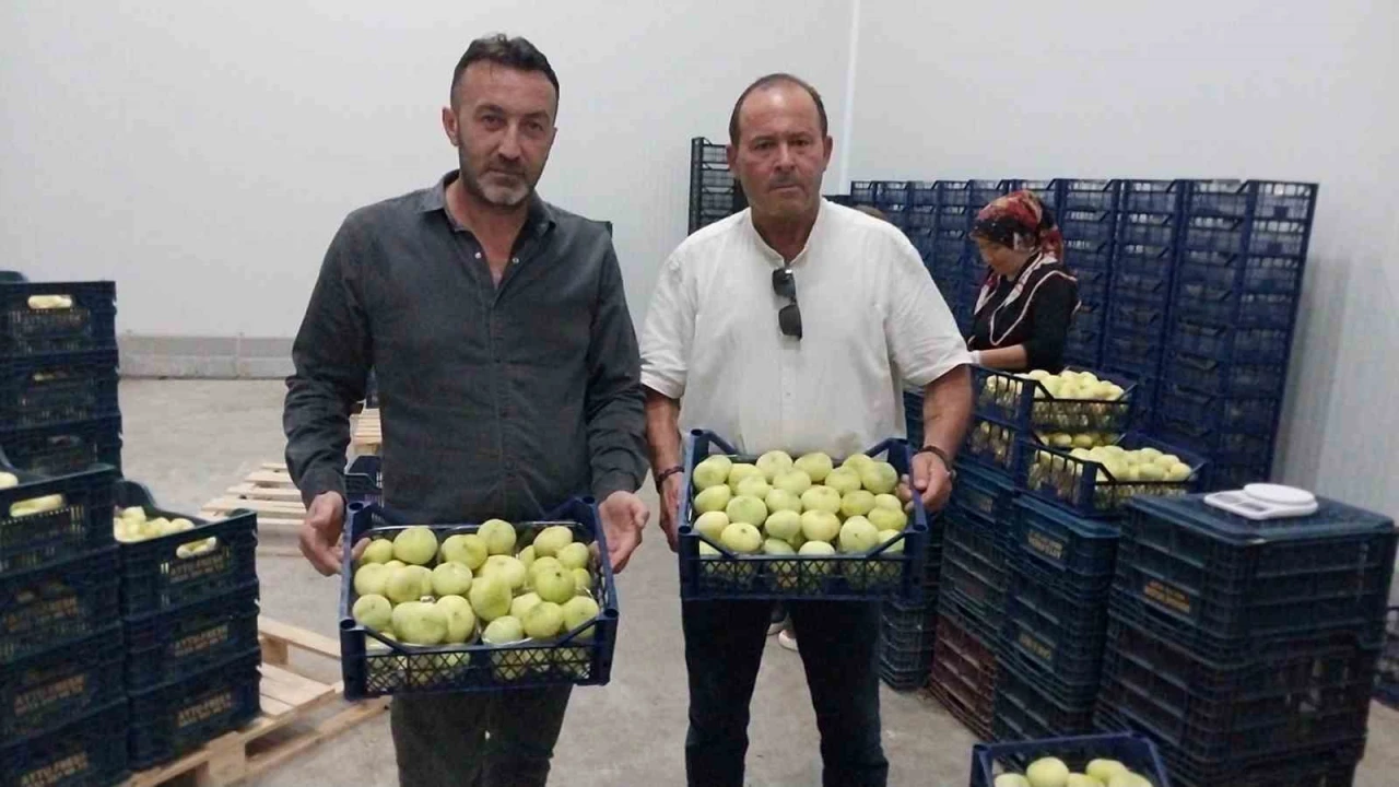 Mut beyaz inciri ihracata gidiyor