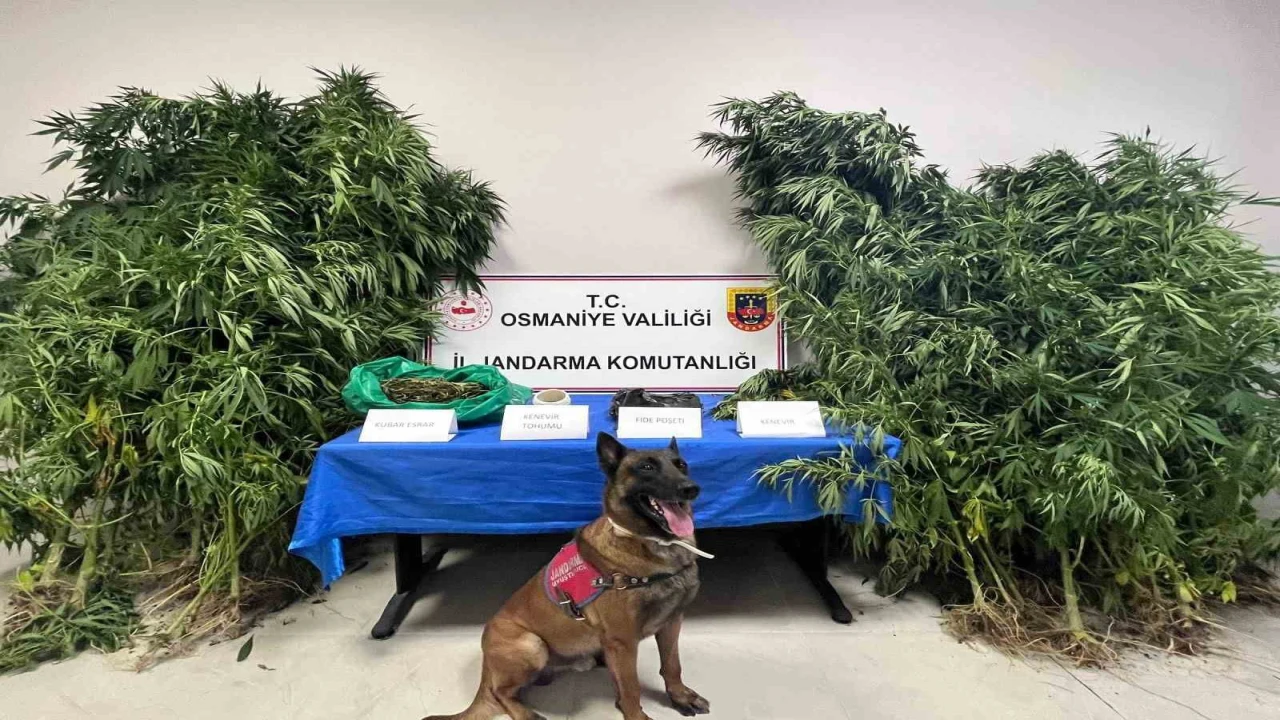 Osmaniyede 1 haftada 105 şüpheli yakalandı