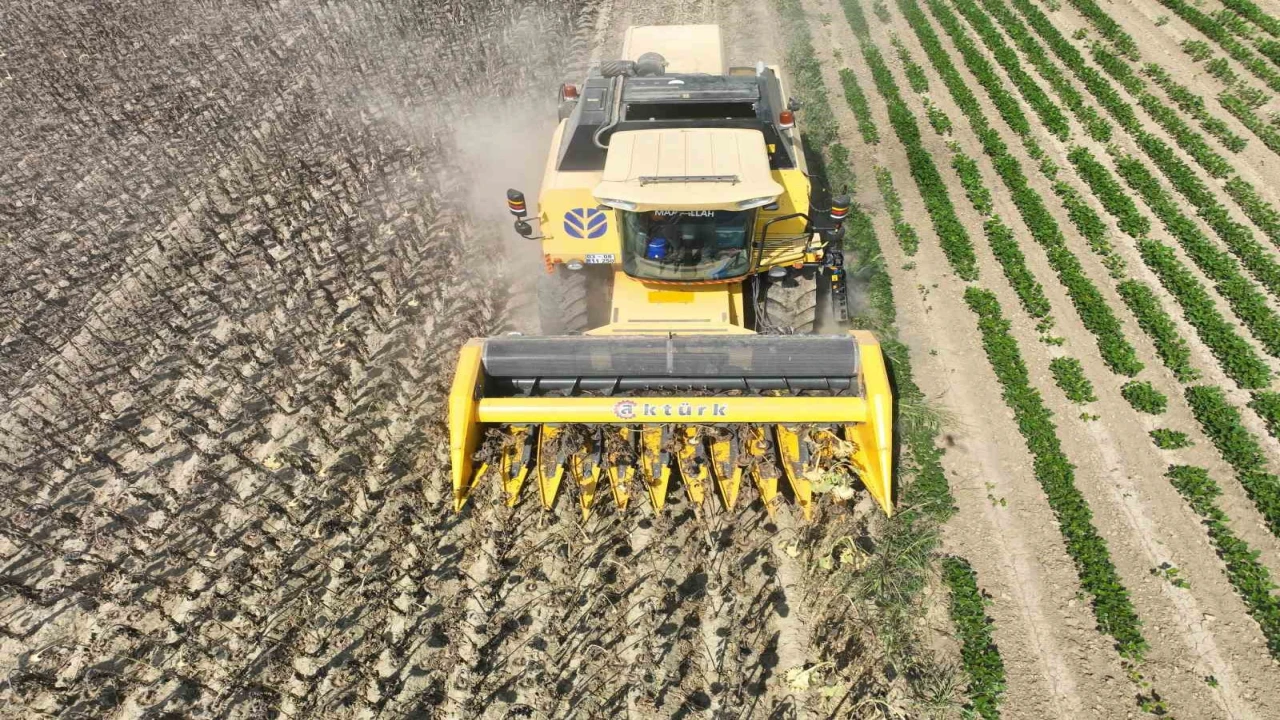 Osmaniyede Ayçiçek hasadı başladı