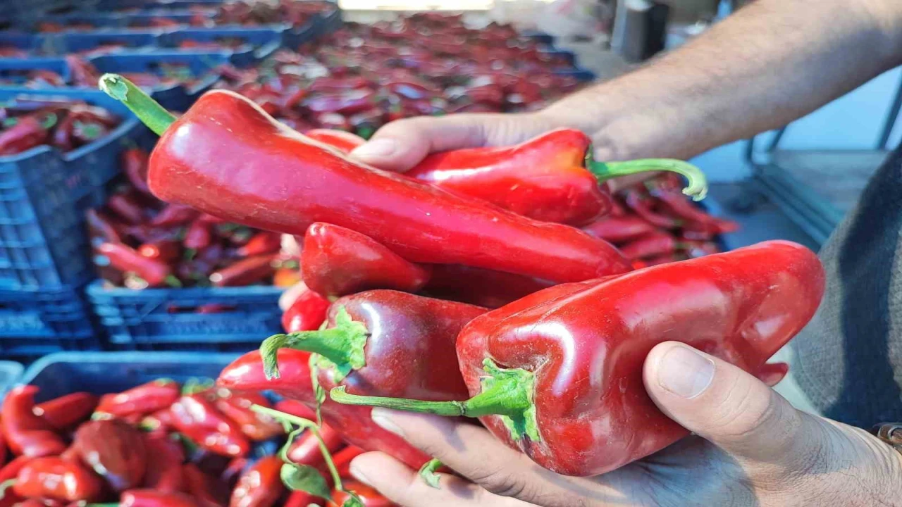 Salçalık biber sezonu başladı