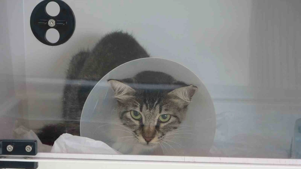 Sokak kedisini defalarca tekmeledi