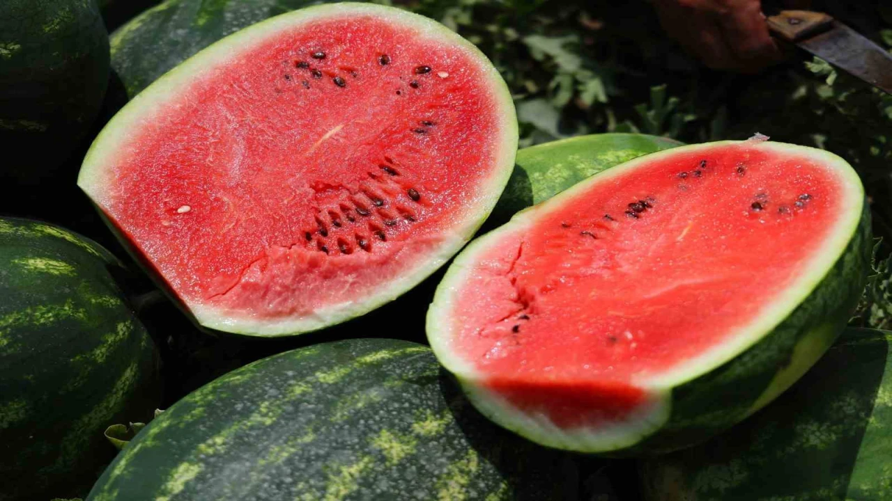 Tarladaki karpuz için öneri: Belediyeler hasat edip ücretsiz dağıtsın