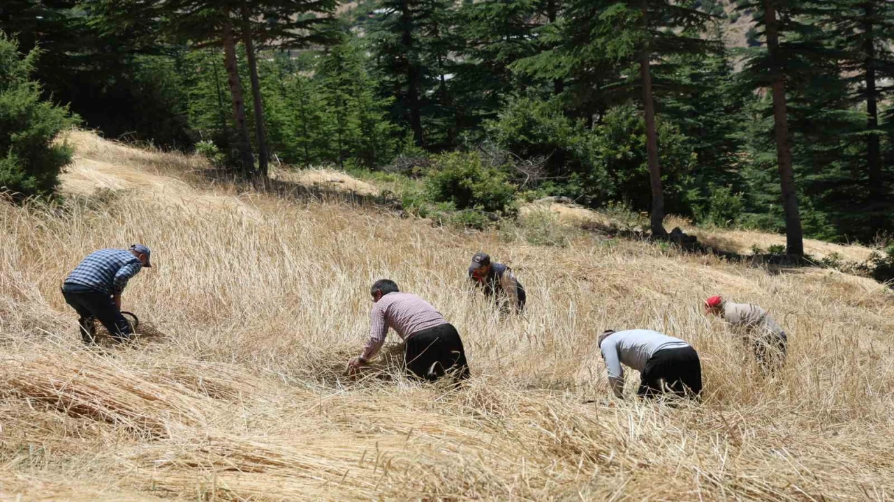 Teknolojinin ulaşamadığı tarlalarda ellik ve orakla hasat başladı