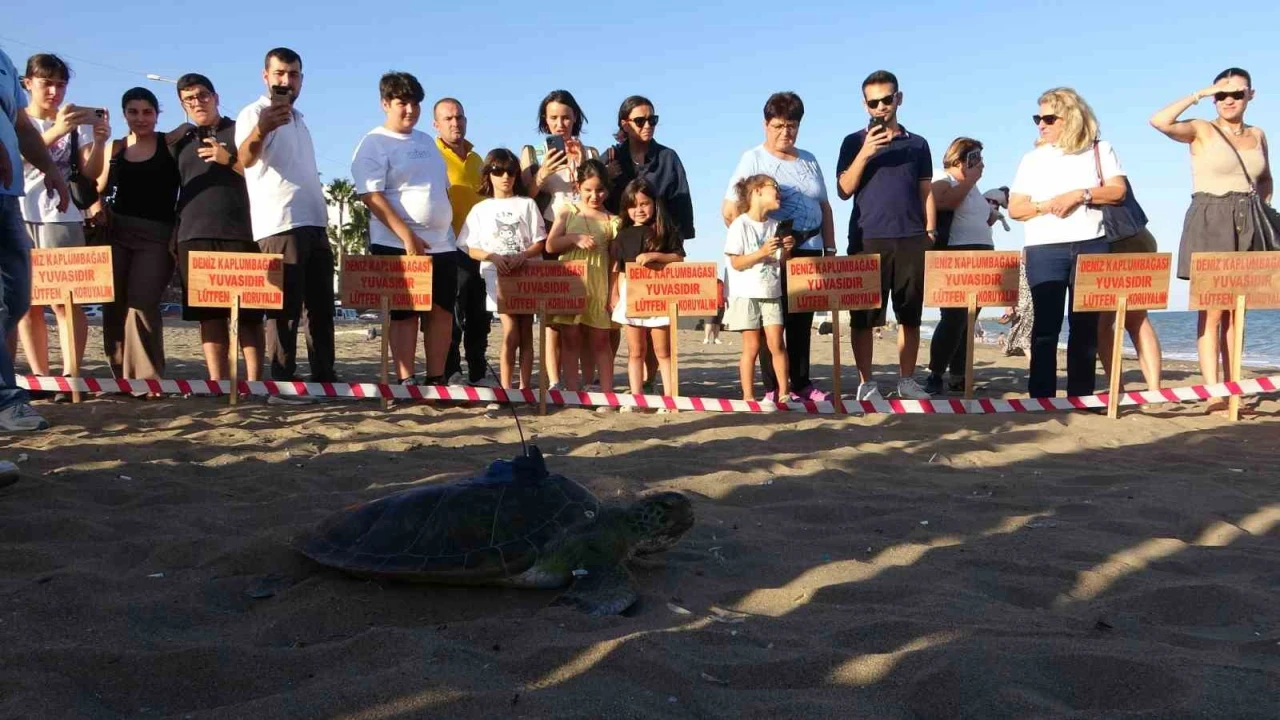 Uydu cihazı takılan kaplumbağa Soli denize bırakıldı