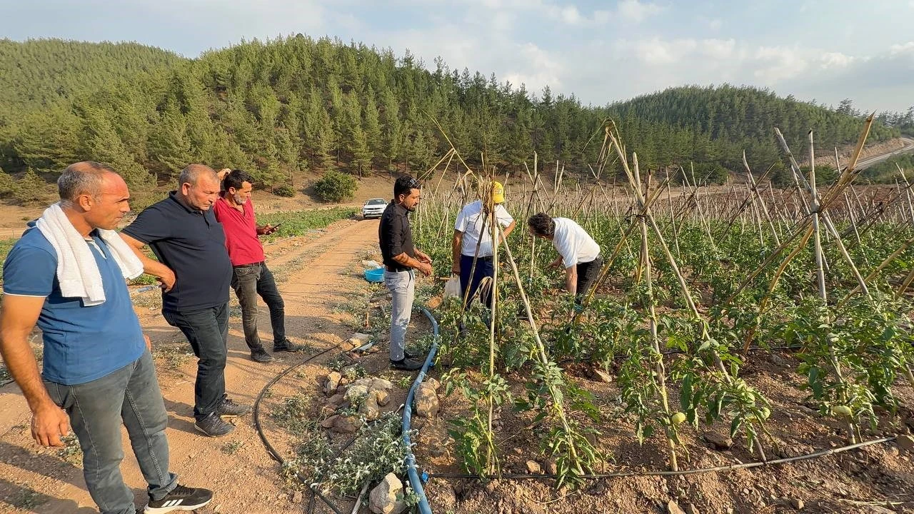 Adanada atıl araziler domates üretim merkezi oldu