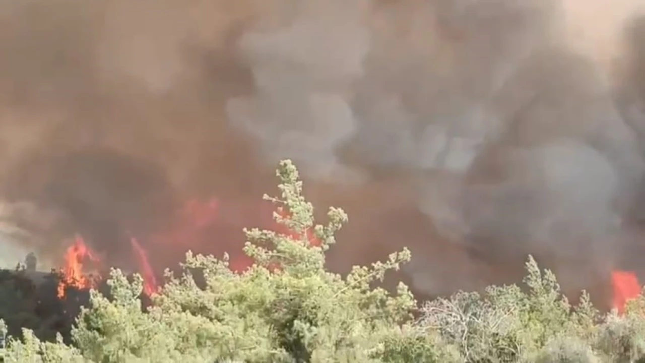 Adanada orman yangını